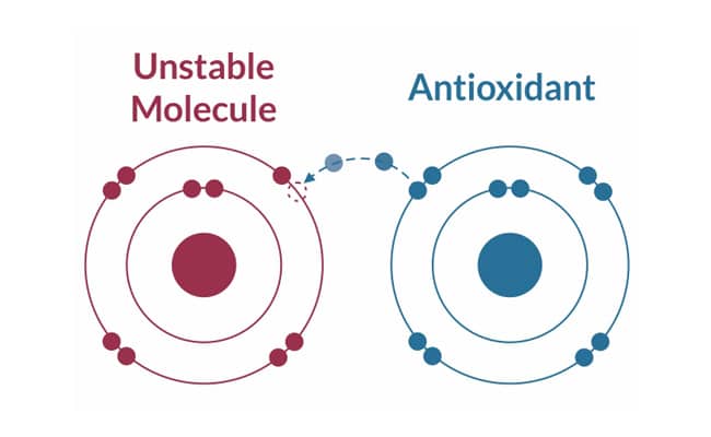 More About Free radicals and antioxidants